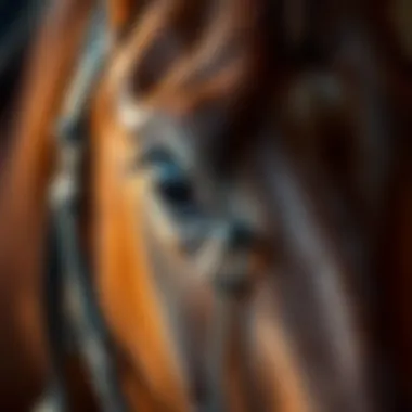 Close-up of horse's eye showing connection with rider